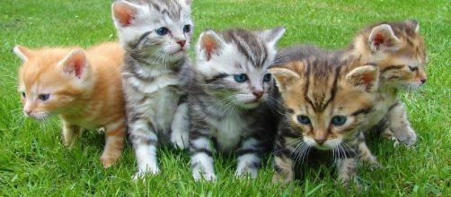 Adorable kittens -- Image via Pixabay