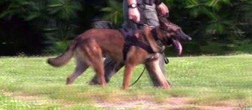 K-9 similar to Endy Image Extreme Trained & Disciplined Police Dogs - ViralBe| YouTube