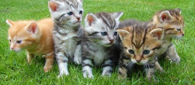 Adorable kittens -- Image via Pixabay Adorable kittens -- Image via Pixabay