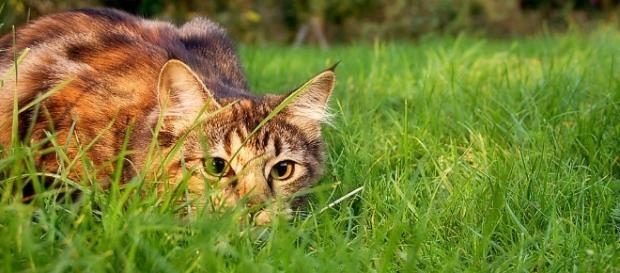 Cats poses a great threat to birds and other native animals - Photo: Wikimedia Commons (Jennifer Barnard) Cats poses a great threat to birds and other native animals - Photo: Wikimedia Commons (Jennifer Barnard)