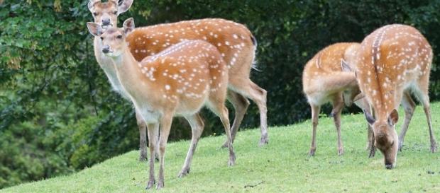 Cervo Sika, alloctono asiatico, puo' ibridarsi con il cervo europeo. pixabay.com Cervo Sika, alloctono asiatico, puo' ibridarsi con il cervo europeo. pixabay.com