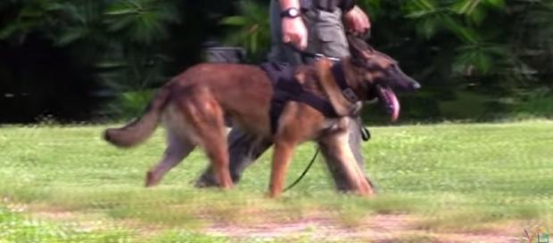 K-9 similar to Endy Image Extreme Trained & Disciplined Police Dogs - ViralBe| YouTube K-9 similar to Endy Image Extreme Trained & Disciplined Police Dogs - ViralBe| YouTube