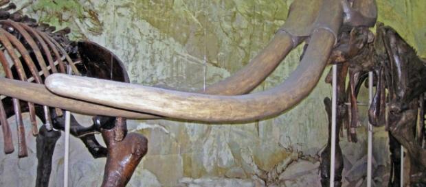 Boy accidentally finds million-year-old fossil / Photo via James St. John, Flickr Boy accidentally finds million-year-old fossil / Photo via James St. John, Flickr