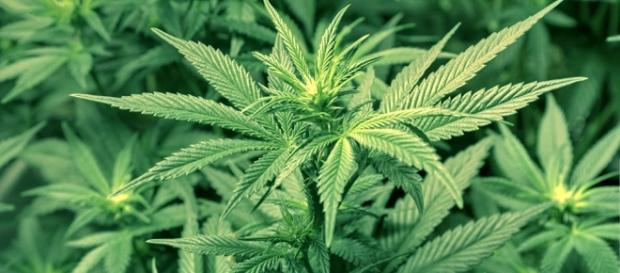 Drogas - Marihuana on emaze - emaze.com Drogas - Marihuana on emaze - emaze.com