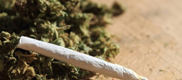 O impacto da maconha no organismo varia de acordo com características do usuário. ( Foto: Google) O impacto da maconha no organismo varia de acordo com características do usuário. ( Foto: Google)