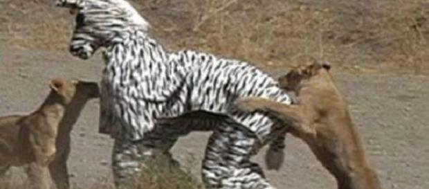Provavelmente poucas pessoas teriam coragem para fazer essas coisas (Foto: Webcurioso) Provavelmente poucas pessoas teriam coragem para fazer essas coisas (Foto: Webcurioso)