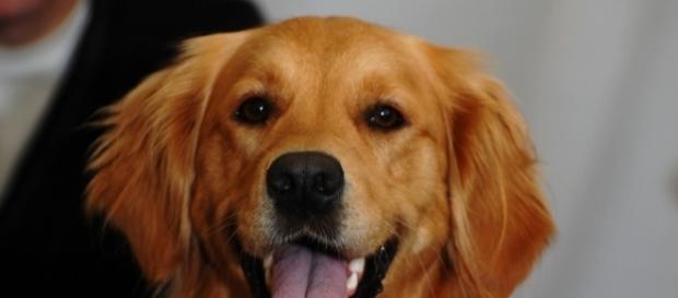 Scientists find why dogs are friendly / Photo via David Locke, Flickr Scientists find why dogs are friendly / Photo via David Locke, Flickr