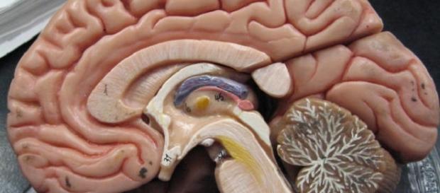 Scientists reverse brain damages in toddler / Photo via GreenFlames09, Flickr Scientists reverse brain damages in toddler / Photo via GreenFlames09, Flickr