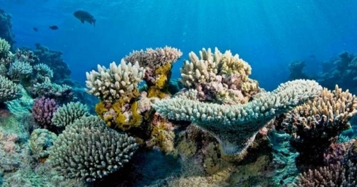 Chasing Coral: La Recensione Del Documentario Distribuito Da Netflix