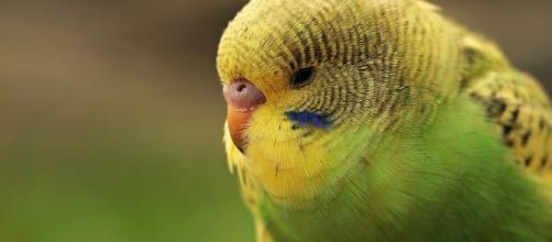 Budgie can be a low cost pet for bird lovers (source: pixabay.com)