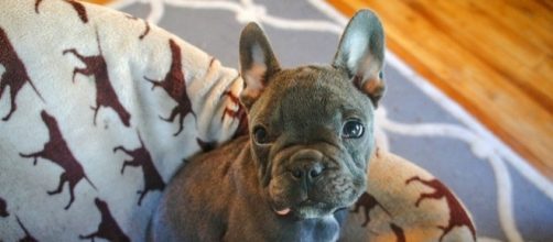 Photo French bulldog puppy via Pixabay by Free-Photos/CC0