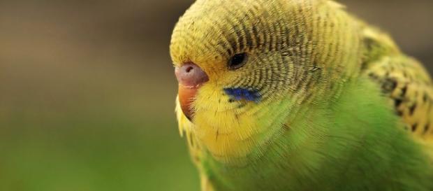 Budgie can be a low cost pet for bird lovers (source: pixabay.com) Budgie can be a low cost pet for bird lovers (source: pixabay.com)
