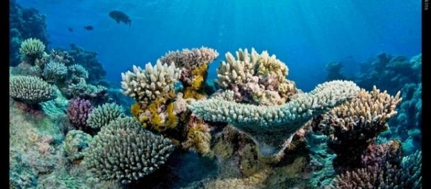 Chasing Coral: Film tackles the problem of saving Earth's greatest ... - getboulder.com Chasing Coral: Film tackles the problem of saving Earth's greatest ... - getboulder.com