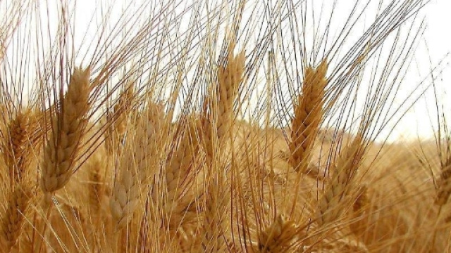 Scegliamo il grano italiano, l'origine va in etichetta