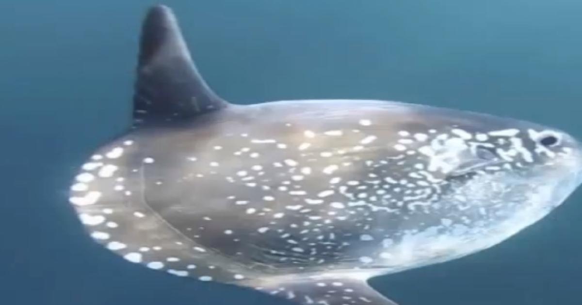 Researchers have discovered a new sunfish species and named it Mola tecta