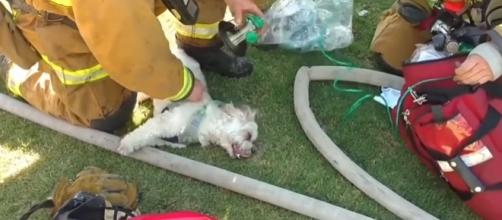 Photo Bakersfield firefighter revives dog saved from house fire screen capture from YouTube/IBTimes UK