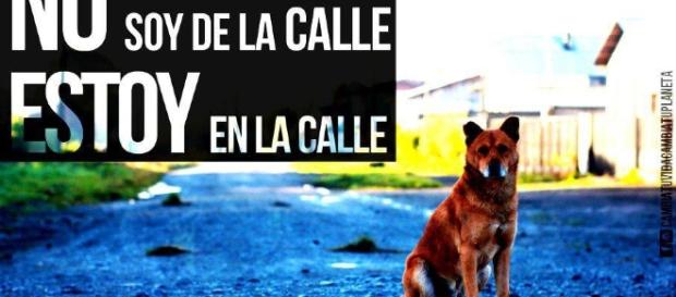 Hermosas imágenes para descargar de perros en el Día Internacional ... - animaleshoy.net Hermosas imágenes para descargar de perros en el Día Internacional ... - animaleshoy.net