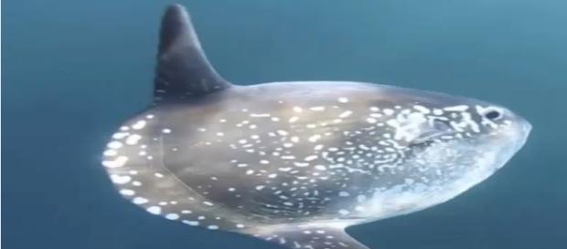 New sunfish species - A completely new species -Image -Science and more | YouTube New sunfish species - A completely new species -Image -Science and more | YouTube