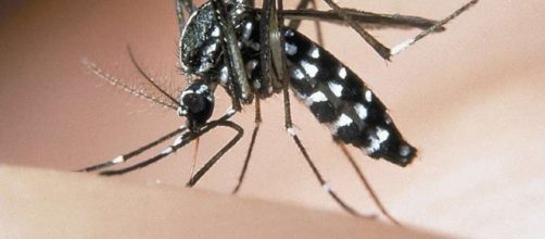 Zanzara tigre (Aedes albopictus). Foto fornita da: raccoltalink.it