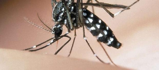 Zanzara tigre (Aedes albopictus). Foto fornita da: raccoltalink.it Zanzara tigre (Aedes albopictus). Foto fornita da: raccoltalink.it
