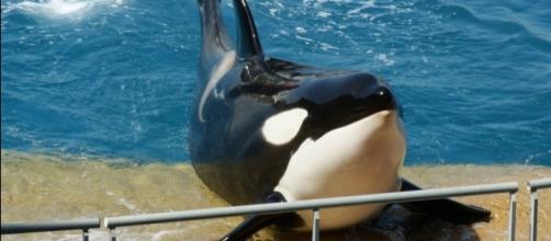 A killer whale calf died at SeaWorld/Photo via Spencer Wright, Flickr