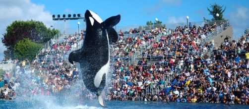 A killer whale pictured performing at the former theatrical shows at Seaworld (Image Credit: Yathin S Krishnappa via Wikimedia Commons)