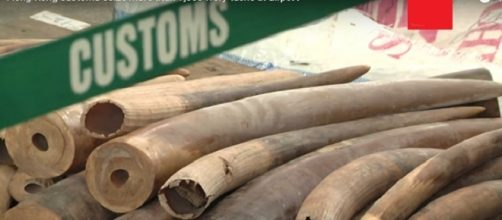 Smuggled ivory credits:AP Archive https://www.youtube.com/watch?v=ZDRBYigrLnE
