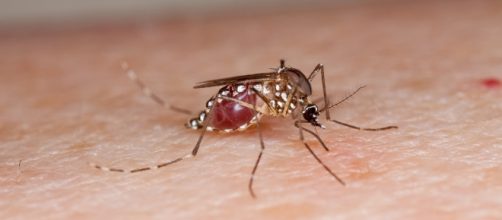 Zika virus is carried by mosquitos.U.S. Department of Agriculture - www.flickr.com
