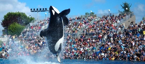 A killer whale pictured performing at the former theatrical shows at Seaworld (Image Credit: Yathin S Krishnappa via Wikimedia Commons) A killer whale pictured performing at the former theatrical shows at Seaworld (Image Credit: Yathin S Krishnappa via Wikimedia Commons)