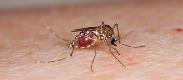 Zika virus is carried by mosquitos.U.S. Department of Agriculture - www.flickr.com Zika virus is carried by mosquitos.U.S. Department of Agriculture - www.flickr.com
