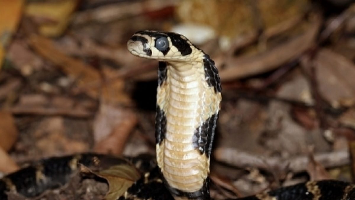 King Cobras Found in Potato Chip Cans by Customs