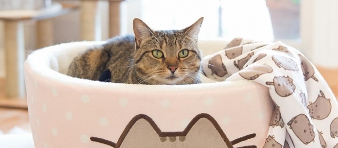 petco pusheen