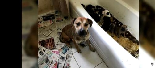 Among the 111 animals found was a bathtub full of puppies. [Image: YouTube/WFAA Media]