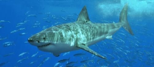 Great white shark at Isla Guadalupe, Mexico, August 2006, in natural light, estimated at 11-12 feet in length. / Photo via Pterantula, Wikipedia.