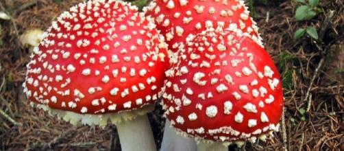 Cogumelos são essenciais à vida na terra (Foto: Reprodução)