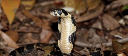 King Cobra snakes are not native to the U.S - via cowyeow, Flickr
