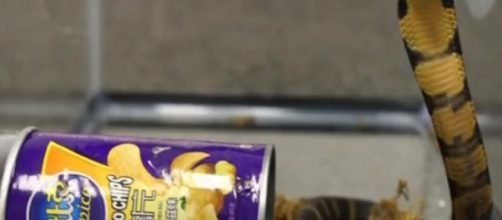 King cobras in the potato chip' cans smuggled from Hong Kong to the US/ Photo via YouTube/ Wochit News