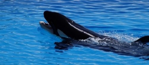Kyara was born in April 2017 from a captive whale named Takara [Image: Pixabay]