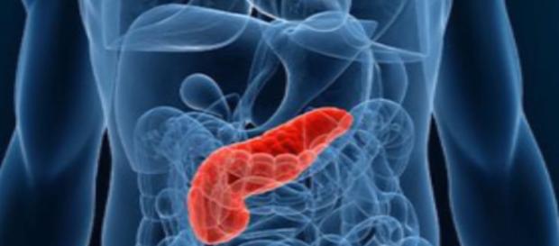 A picture of the pancreas - Lee Health via Vimeo A picture of the pancreas - Lee Health via Vimeo