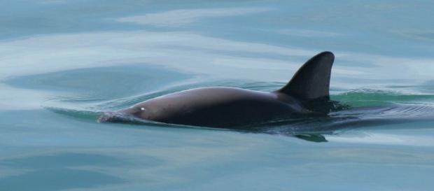 La Vaquita Marina no es de mar, sino de río. La Vaquita Marina no es de mar, sino de río.