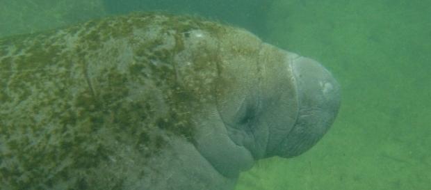 Snooty the manatee has passed away/Photo via Gloria, Flickr Snooty the manatee has passed away/Photo via Gloria, Flickr