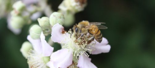 Apis mellifera. Foto di Maria Chiara Rosace.