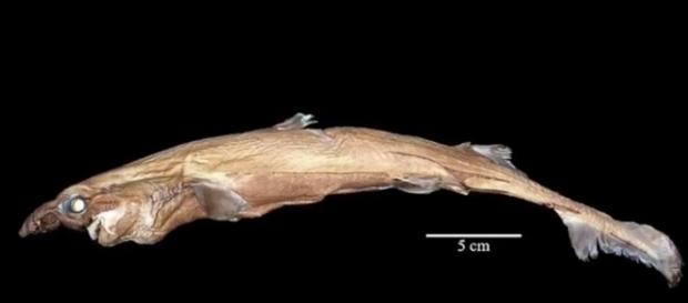 Pictured here is the Etmopterus lailae, a member of the Lanternshark family (Image via YouTube/Science and more/Science and More channel) Pictured here is the Etmopterus lailae, a member of the Lanternshark family (Image via YouTube/Science and more/Science and More channel)
