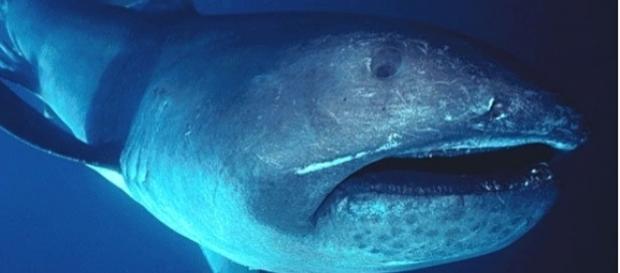 Rare megamouth shark filmed off the Komodo Island (Wikimedia Commons/FLMNH Ichtyology) Rare megamouth shark filmed off the Komodo Island (Wikimedia Commons/FLMNH Ichtyology)