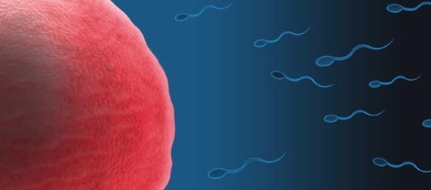 Study reveals that Sperm count in western men is on the decline / Photo via Zappys Technology Solutions, Flickr Study reveals that Sperm count in western men is on the decline / Photo via Zappys Technology Solutions, Flickr