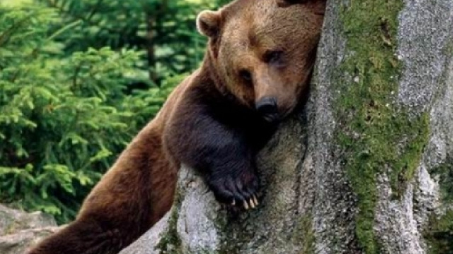 Orso bruno (Ursus arctos) - foto concessa da: ariasottile.net