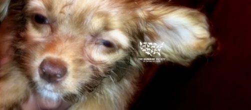 Ailing puppy at the Chelsea Kennel Club [Image: YouTube/ The Humane Society of the United States]
