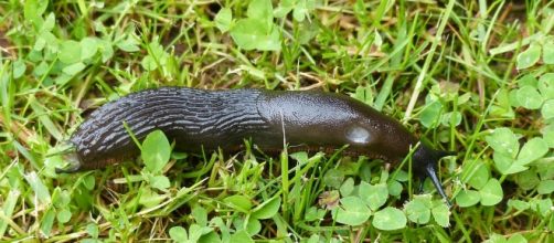 Researchers developed a bio-glue inspired by slug mucus. Image Source: Pixabay