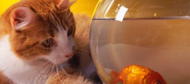 Cuidemos con amor a nuestros gatitos y llevémoslos al Veterinario. Cuidemos con amor a nuestros gatitos y llevémoslos al Veterinario.