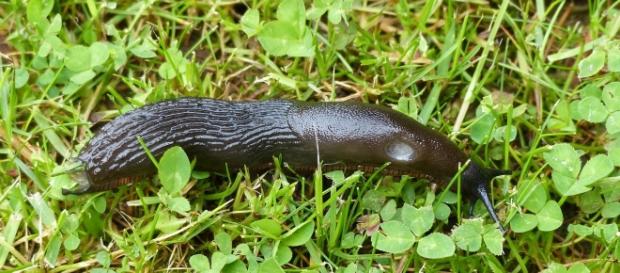 Researchers developed a bio-glue inspired by slug mucus. Image Source: Pixabay Researchers developed a bio-glue inspired by slug mucus. Image Source: Pixabay